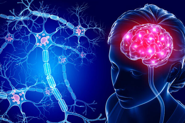 Adult Brain Neuron Growth: A Breakthrough in Neuroscience