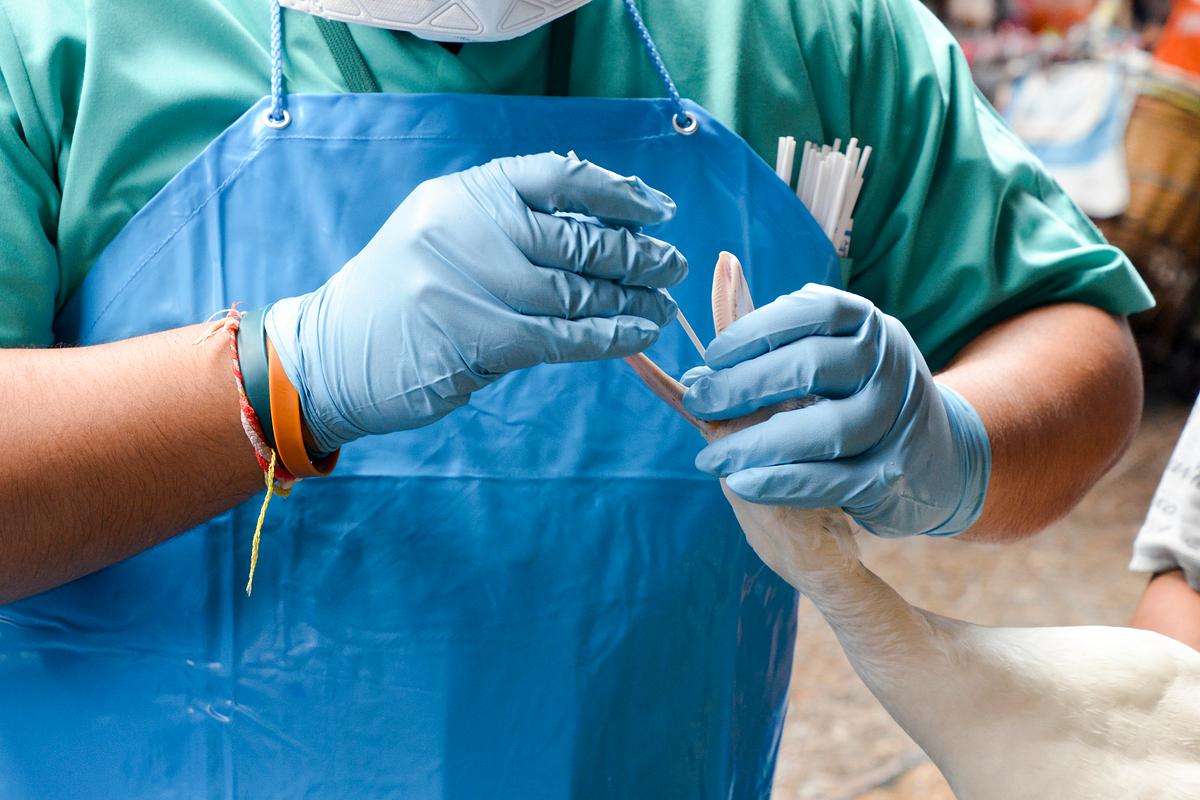 A field epidemiologist performing a mouth swab inside the beak of a white duck, in order to carry out an infectious disease investigation. Original image sourced from US Government department: Public Health Image Library, Centers for Disease Control and Prevention. Under US law this image is copyright free, please credit the government department whenever you can”.