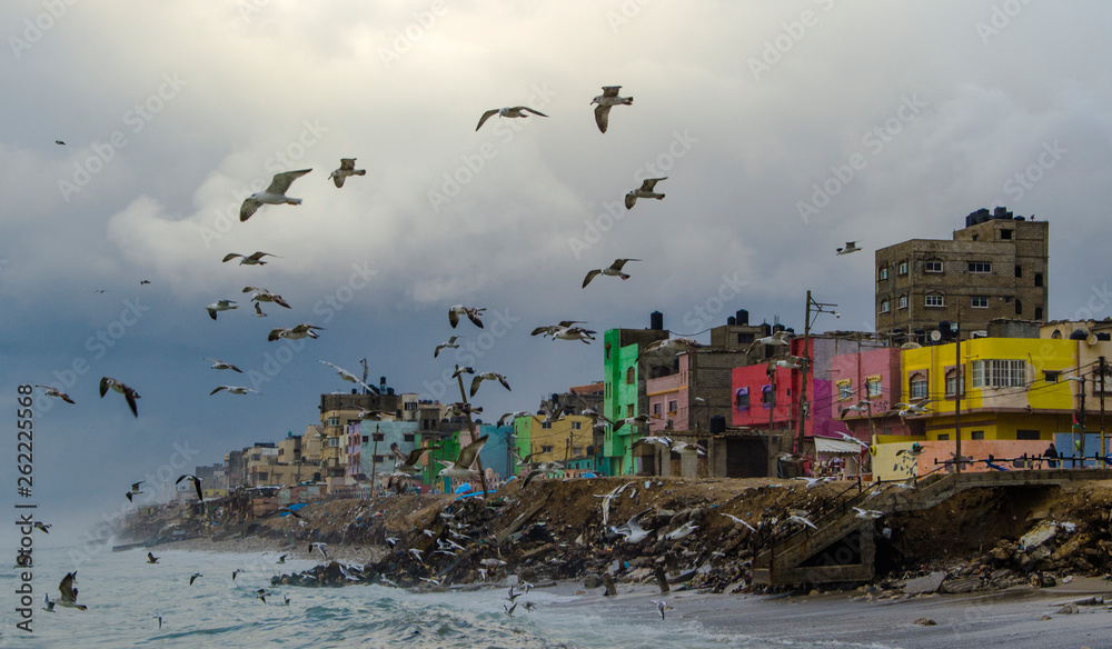 the gulls Fly around sea of color.